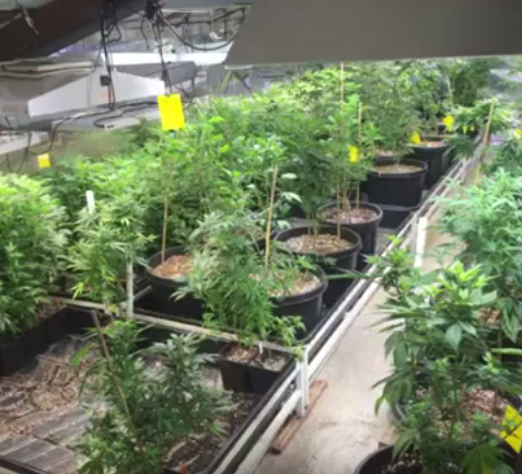 grow-room-marijuana-Tucson-SAINTS
