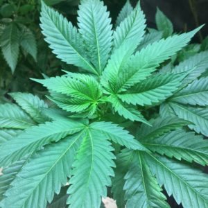 Cannabis-leaf.jpg