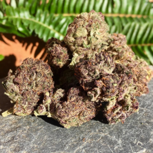 purple-maroc-strain-cannabis