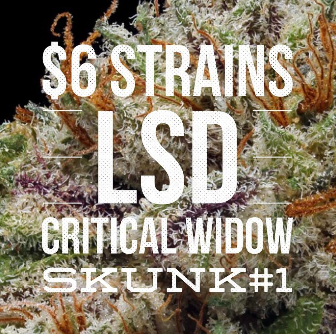 LSD-Critical Widow-Skunk