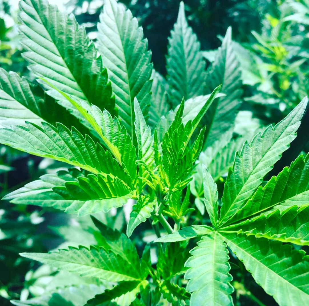 medical-cannabis-arizona