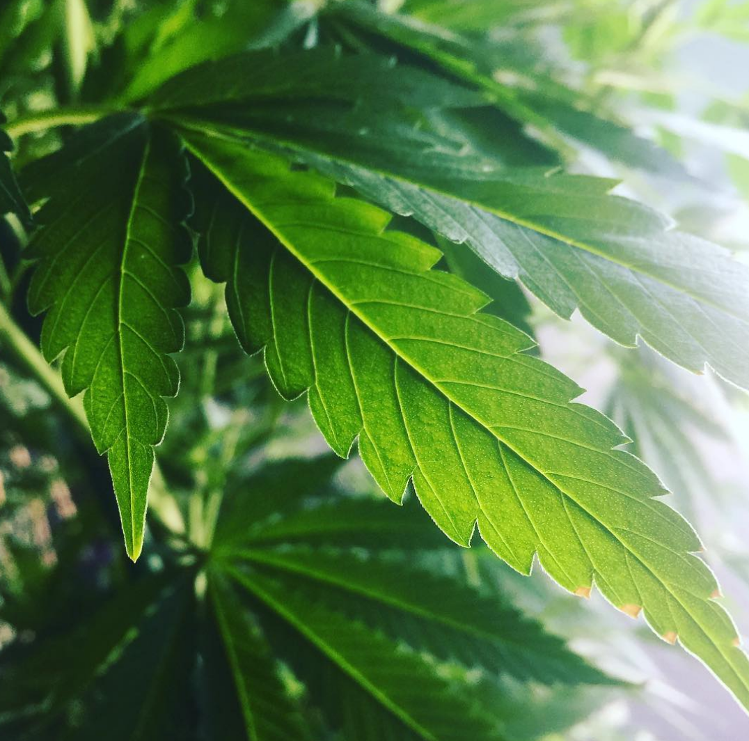 growing-cannabis-tucsonsaints