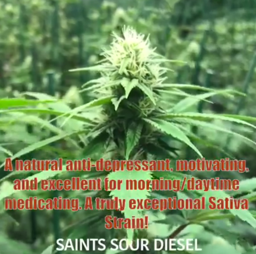 sour-diesel-grown-by-saints
