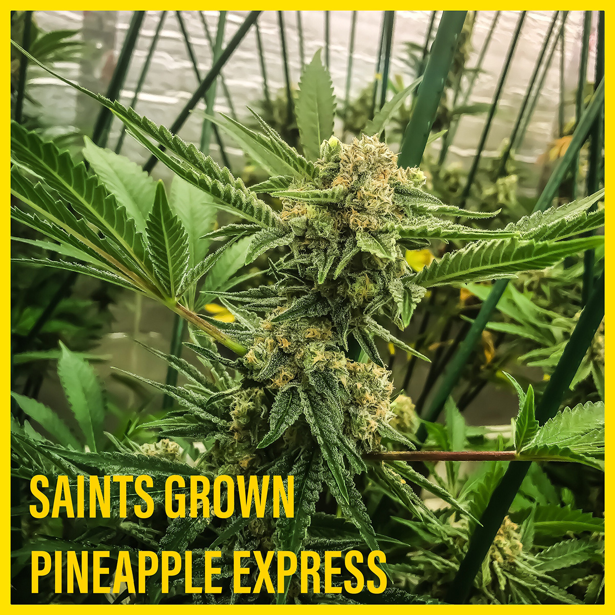pineapple-express