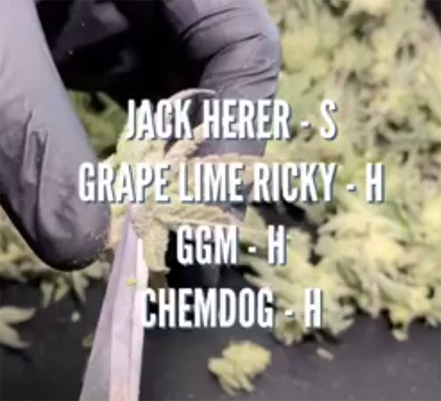 chemdawg grape lime ricky saints 2019