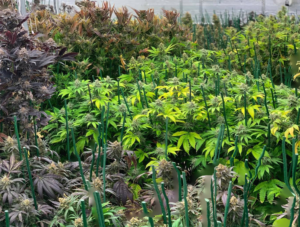field of cannabis greens