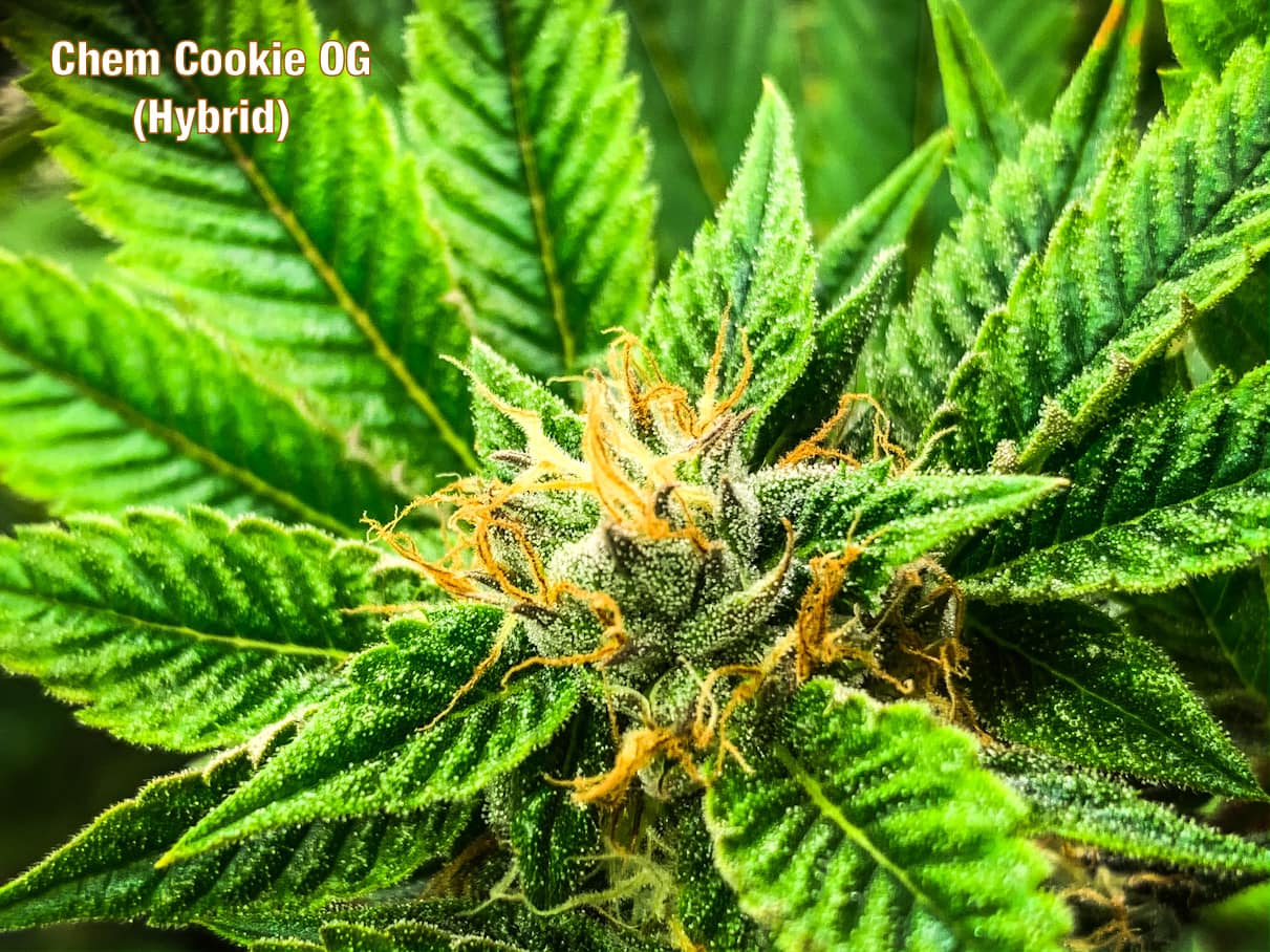 chem cookie OG STRAIN growing cannabis