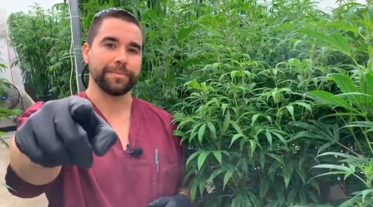 growing marijuana legally stages of growth brian talvy tucson saints dispensary arizona