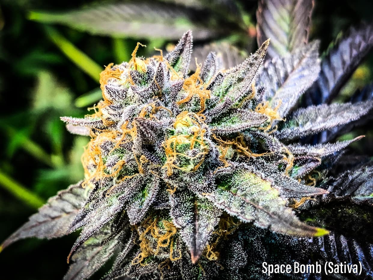 space bomb strain picture beautiful