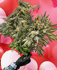 weed bouquet cannabis flowers valentines