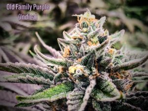 Old Family Purple Strain Review