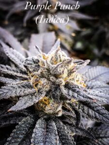 Purple Punch Indica available at tucson saints 2020