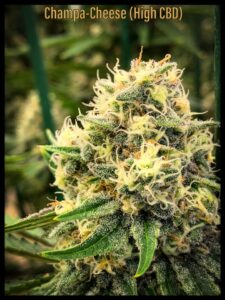 high CBD cannabis strains ChampaCheese