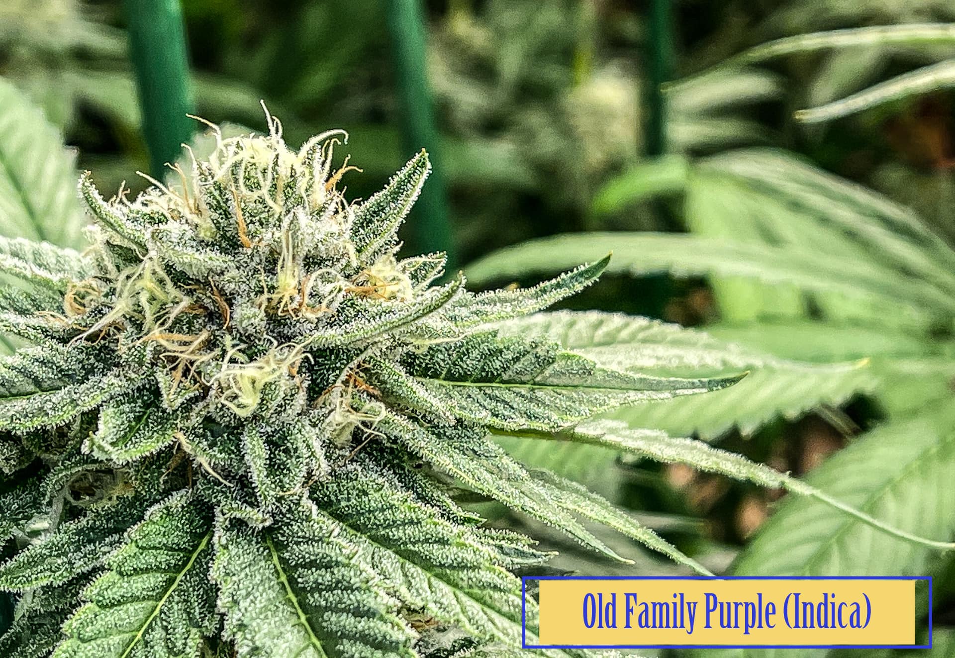 old family purple growing marijuana
