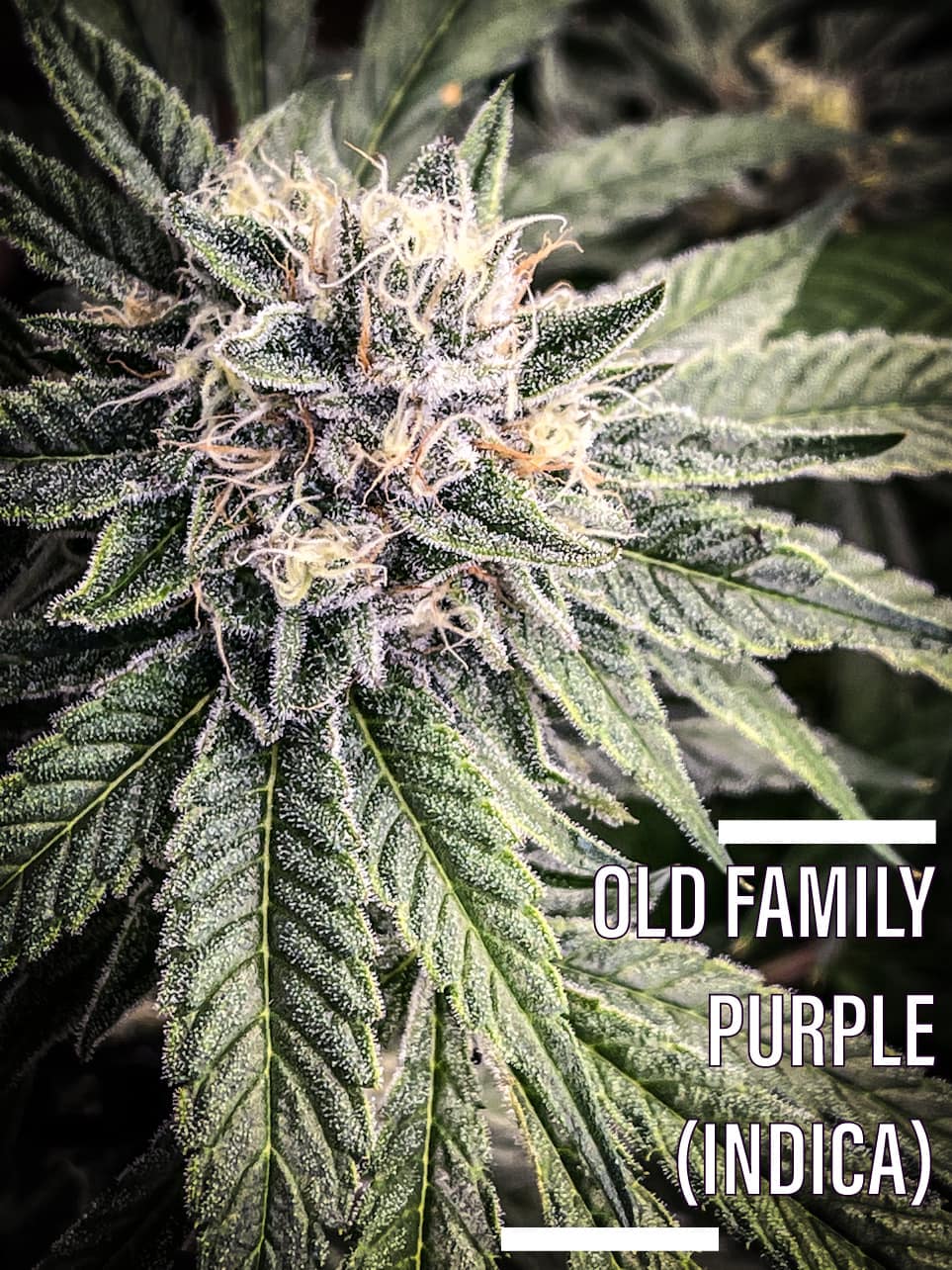 Old Family Purple painreliever dispensary tucson