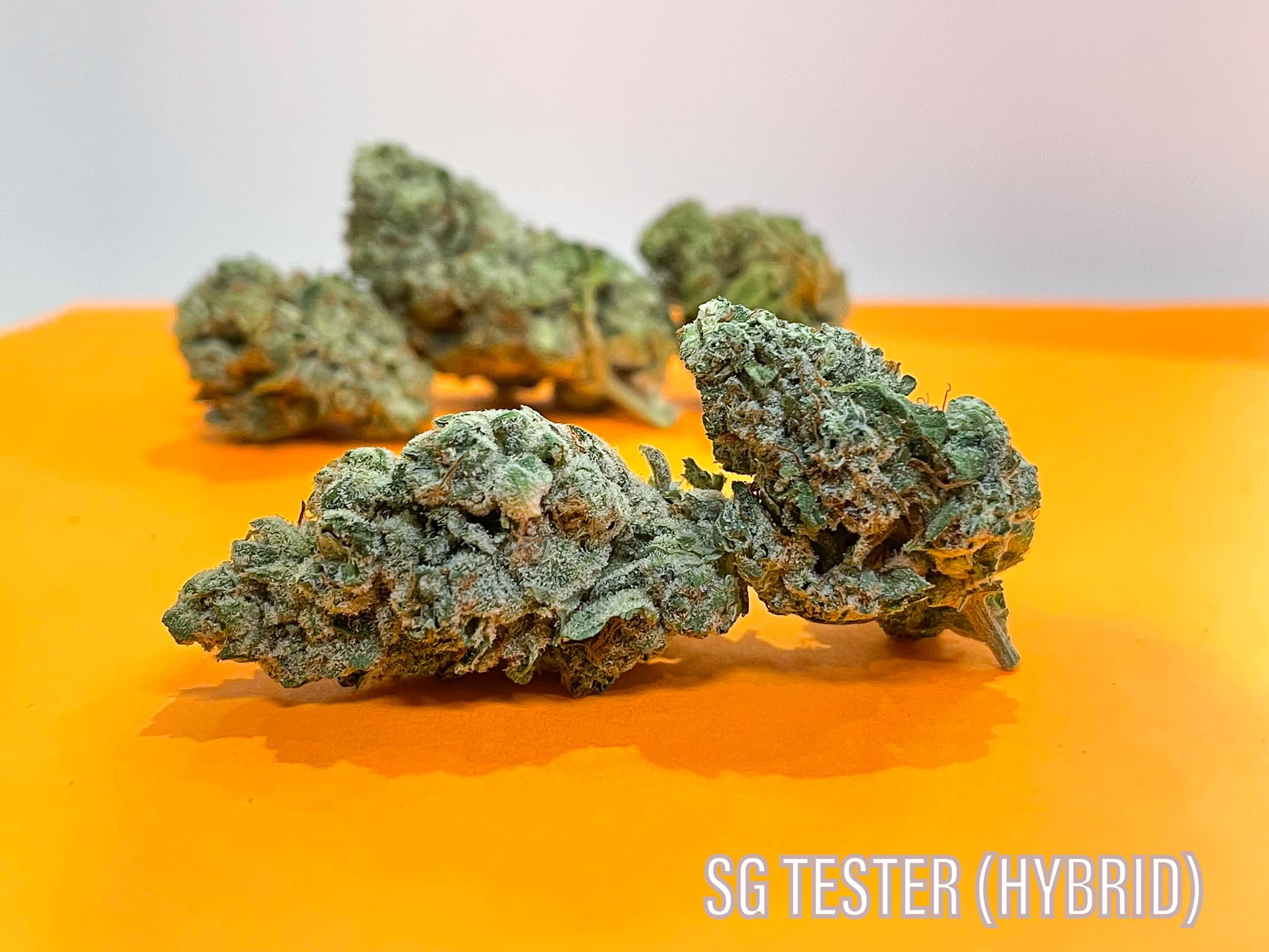 SG Tester Hybrid Sunday Goods strain